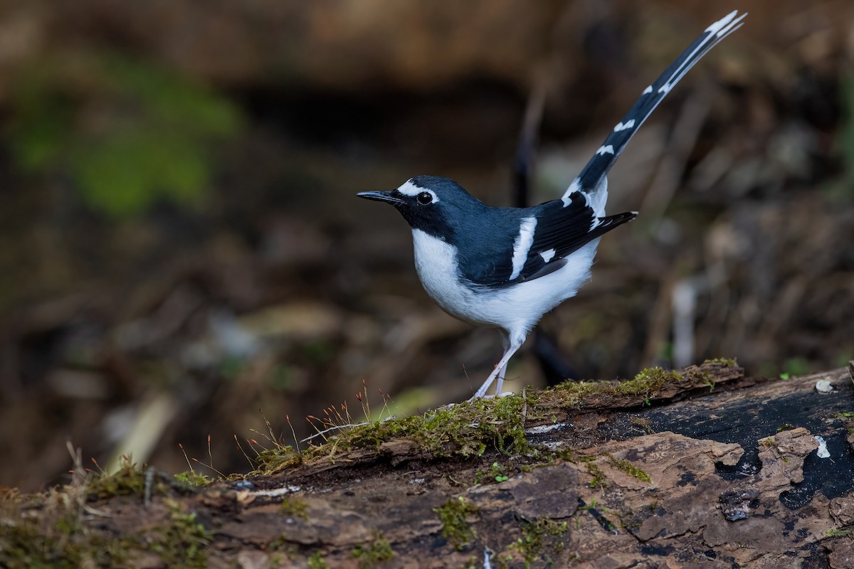 Slaty-backed Forktail - Ngoc Sam Thuong Dang