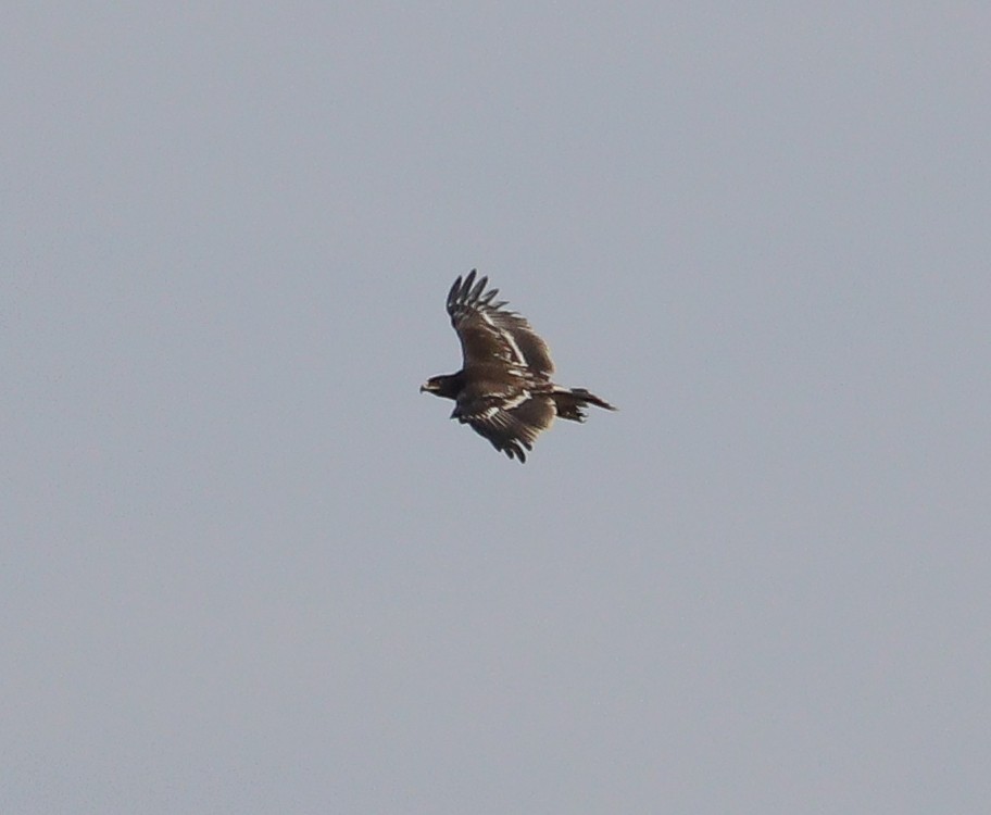 Greater Spotted Eagle - ML611222564