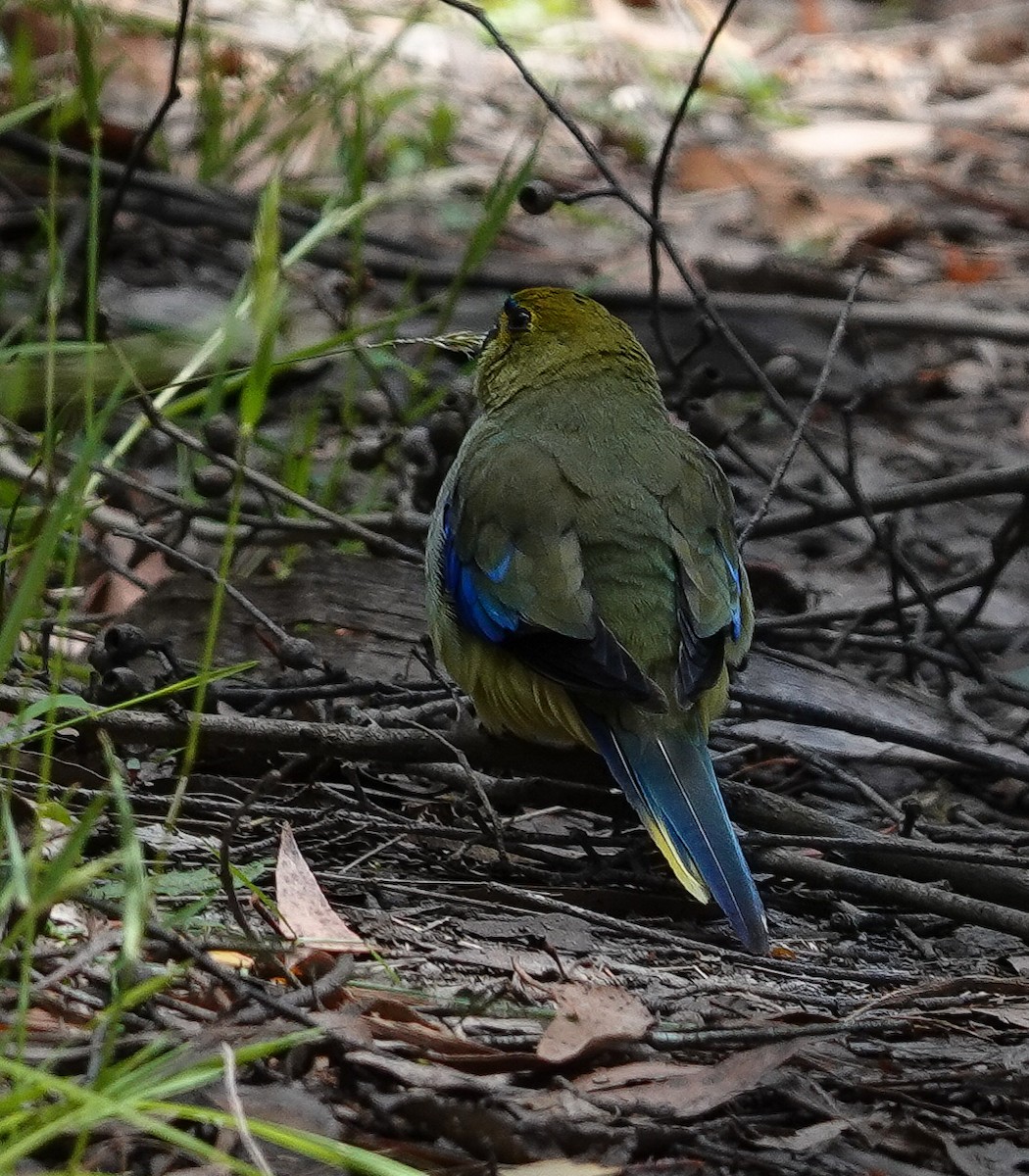 Blue-winged Parrot - Greg & Jeanette Licence