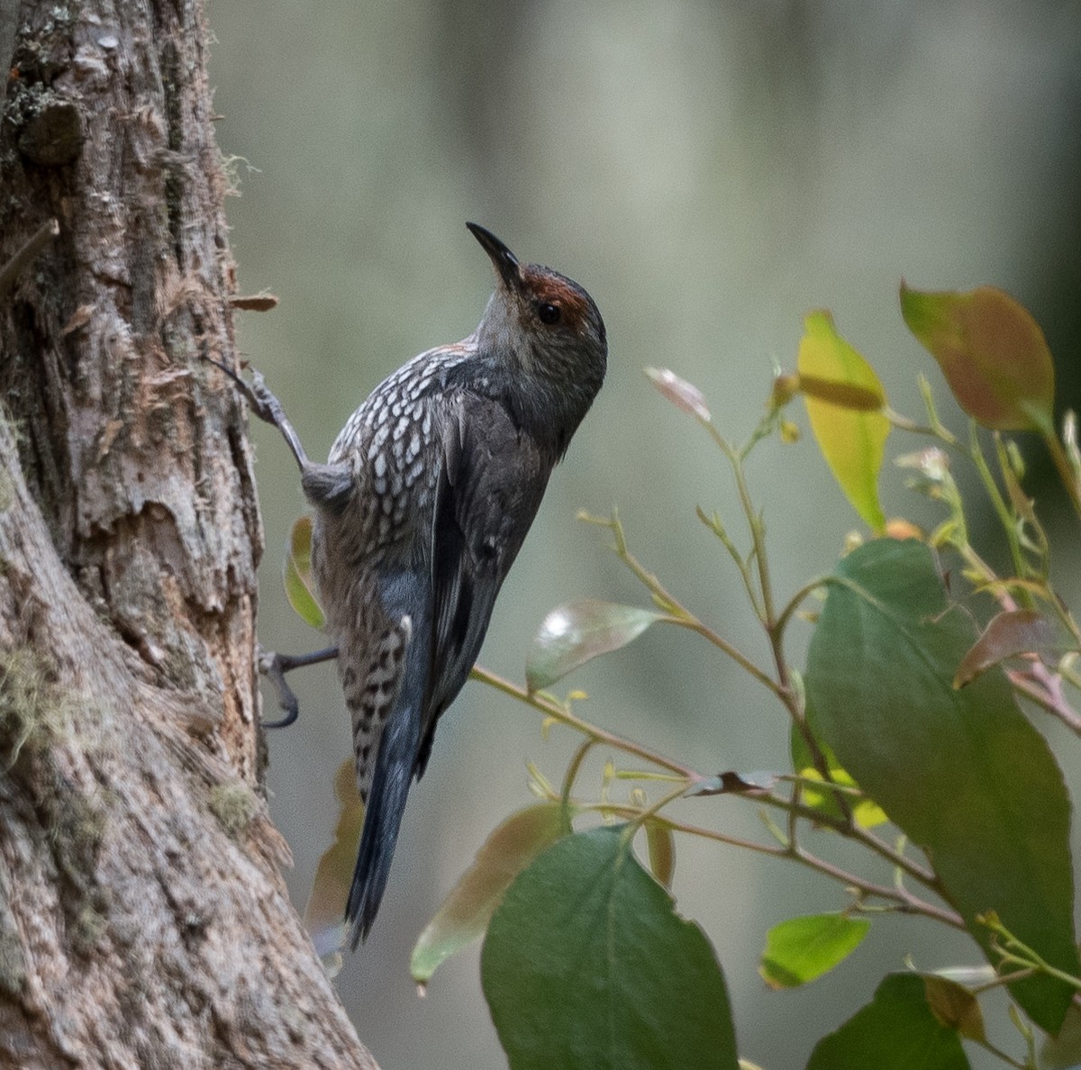 Red-browed Treecreeper - ML611222576