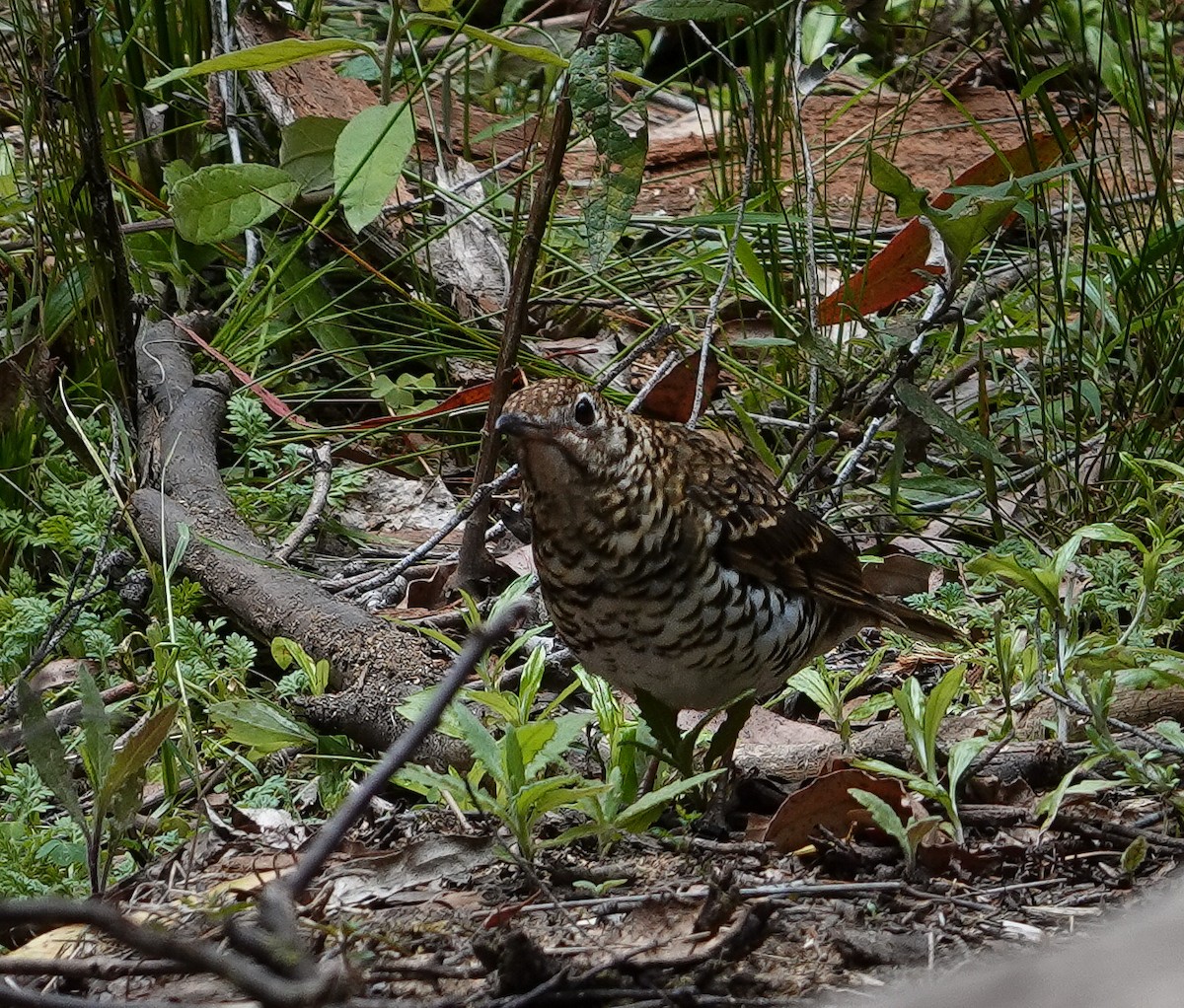 Bassian Thrush - ML611222613