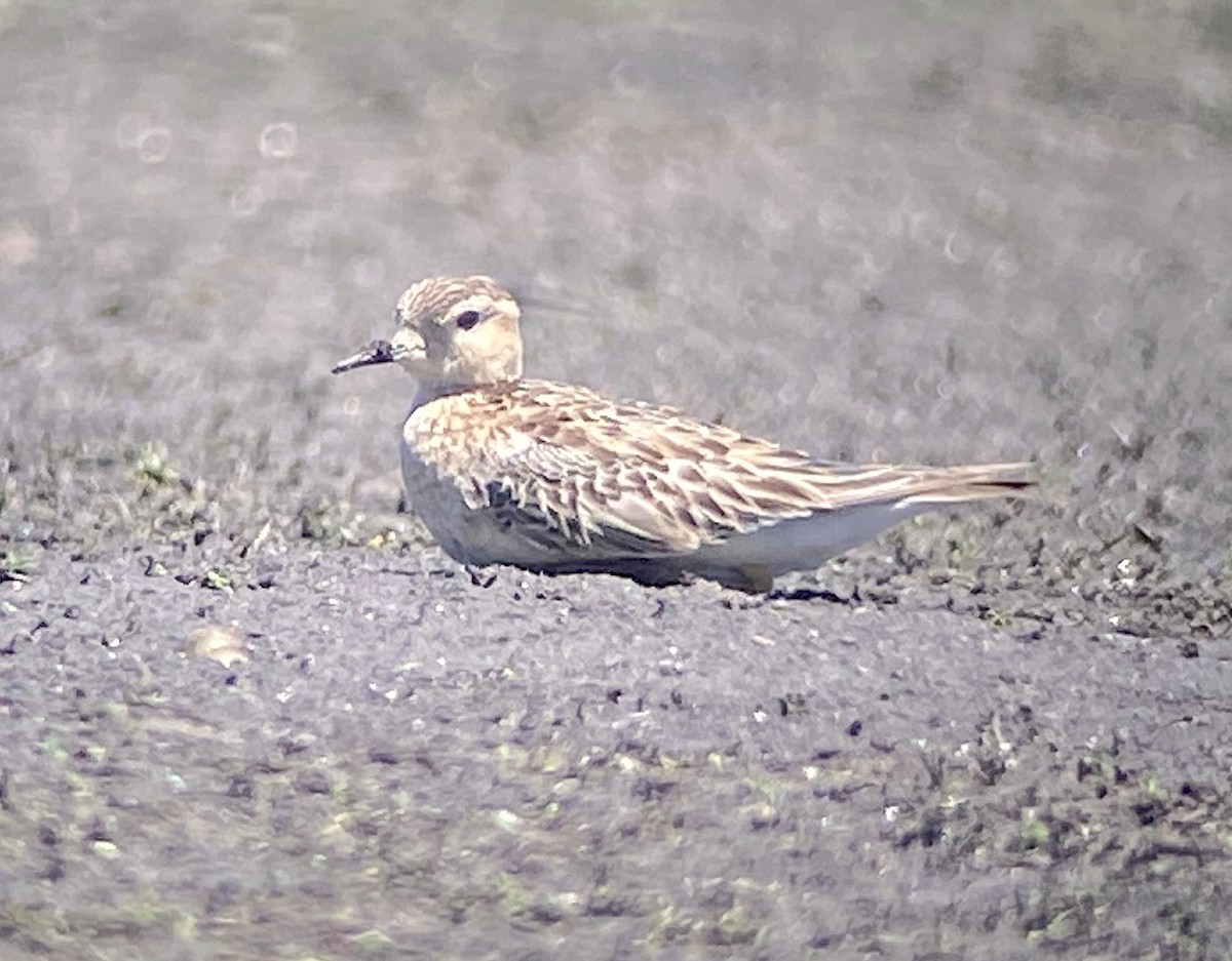 Piro piro fulvo - ML611222619