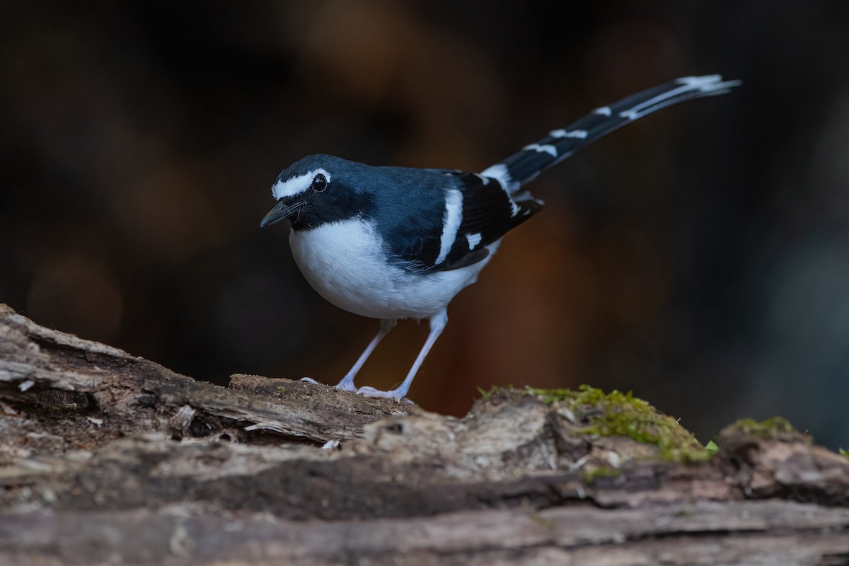 Slaty-backed Forktail - Ngoc Sam Thuong Dang