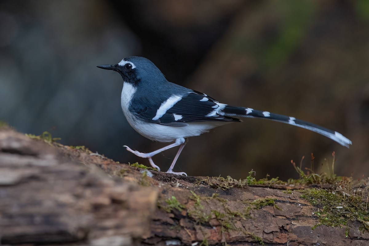 Slaty-backed Forktail - Ngoc Sam Thuong Dang