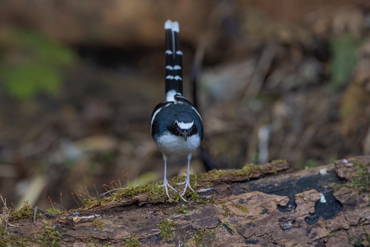 Slaty-backed Forktail - Ngoc Sam Thuong Dang