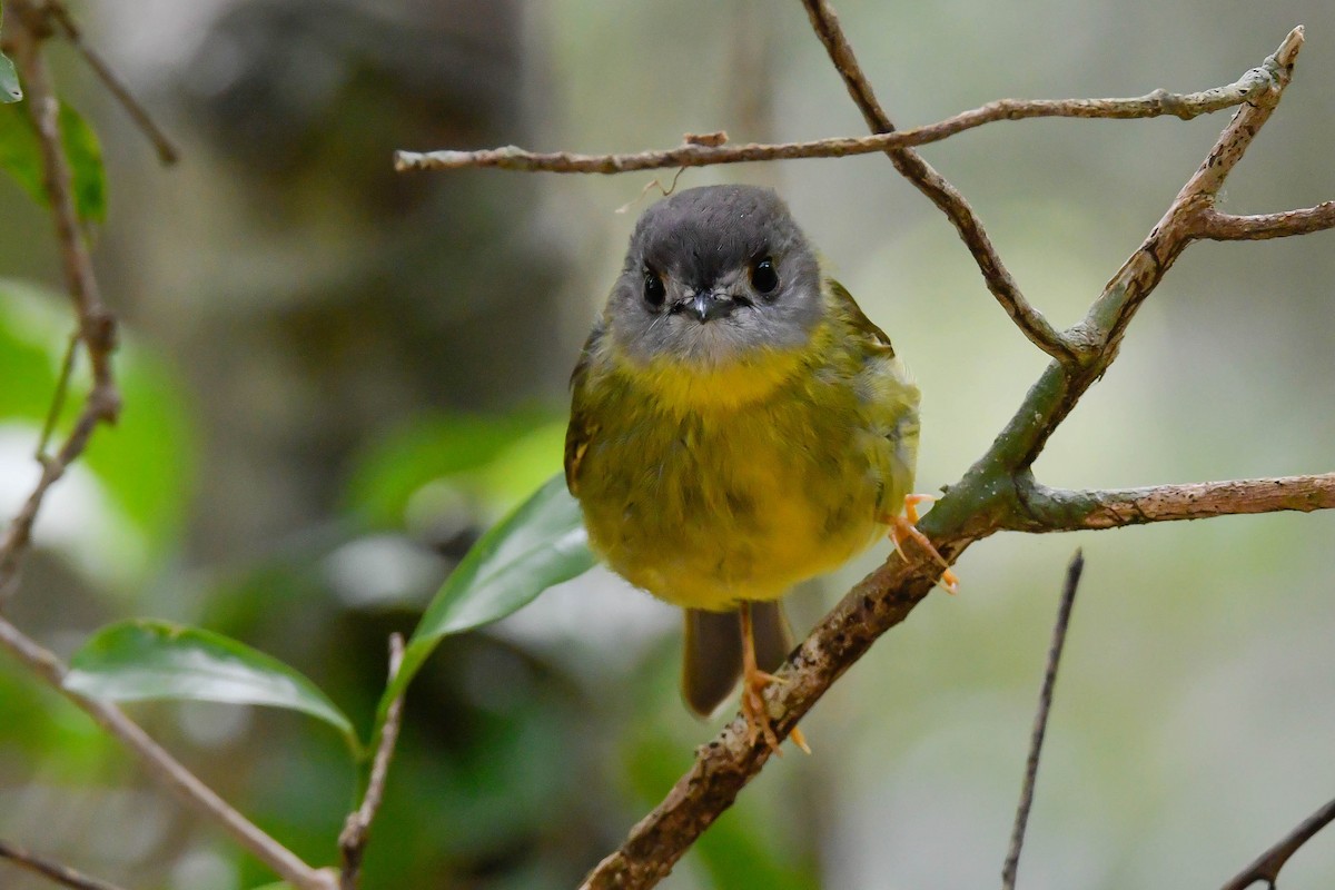 Pale-yellow Robin - ML611222665