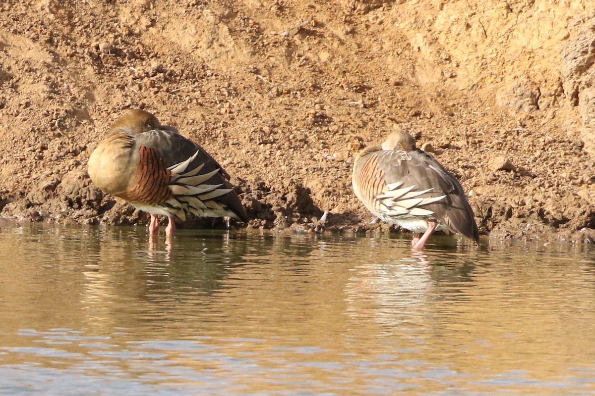 Plumed Whistling-Duck - ML611222671