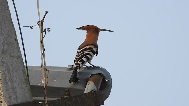 Eurasian Hoopoe - ML611222712