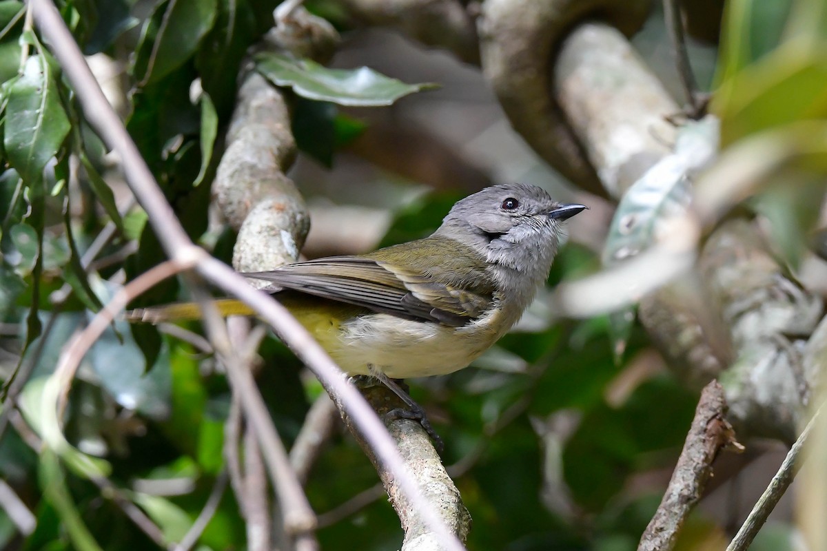 Golden Whistler - ML611222747