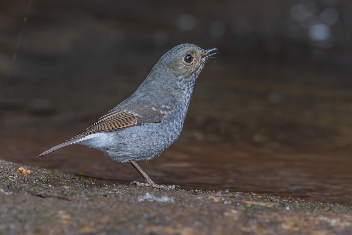 Plumbeous Redstart - Ngoc Sam Thuong Dang