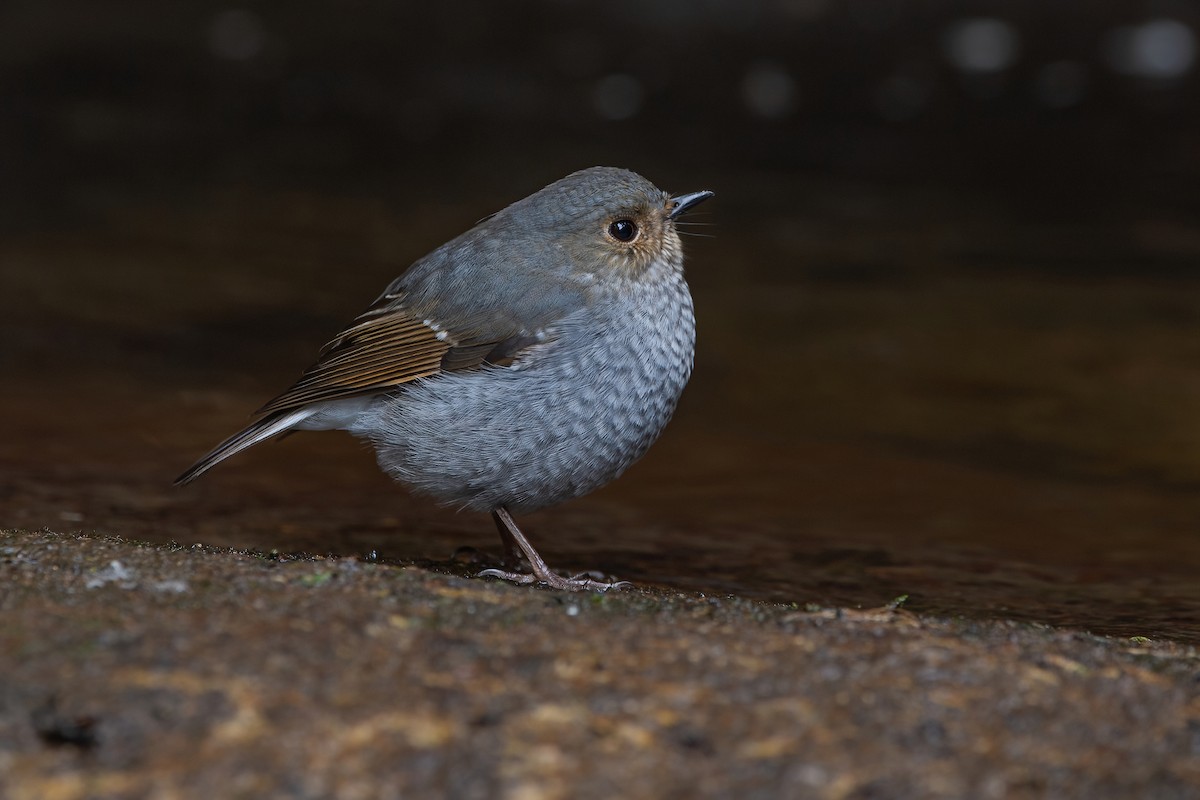 Plumbeous Redstart - Ngoc Sam Thuong Dang