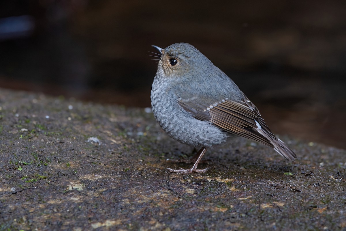 Plumbeous Redstart - Ngoc Sam Thuong Dang