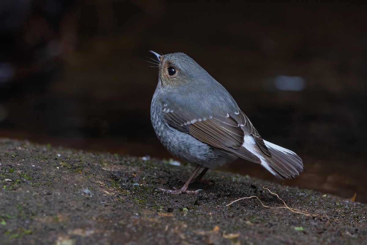 Plumbeous Redstart - Ngoc Sam Thuong Dang