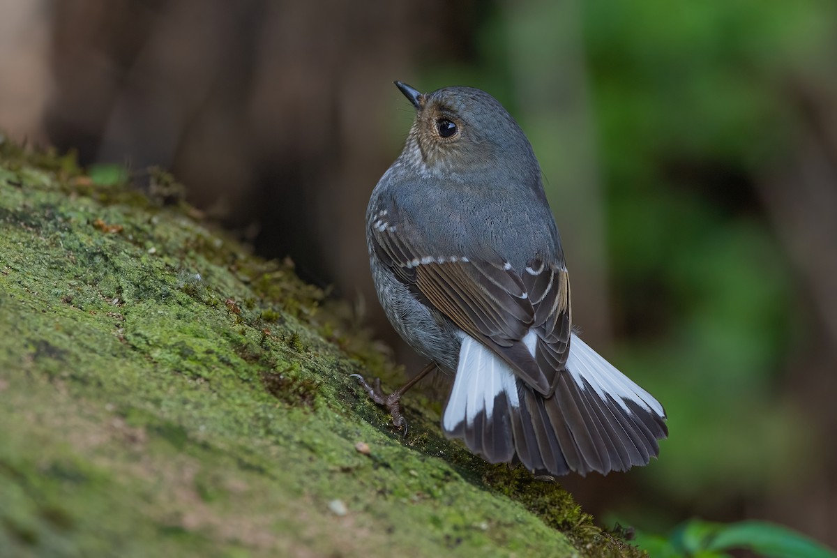 Plumbeous Redstart - Ngoc Sam Thuong Dang