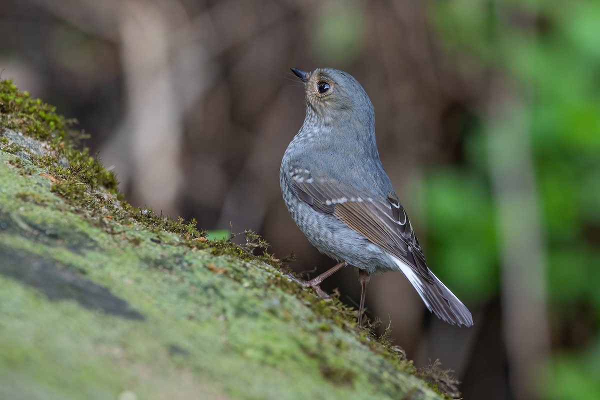 Plumbeous Redstart - Ngoc Sam Thuong Dang