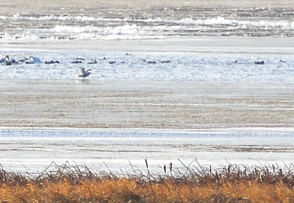 Glaucous Gull - ML611222807