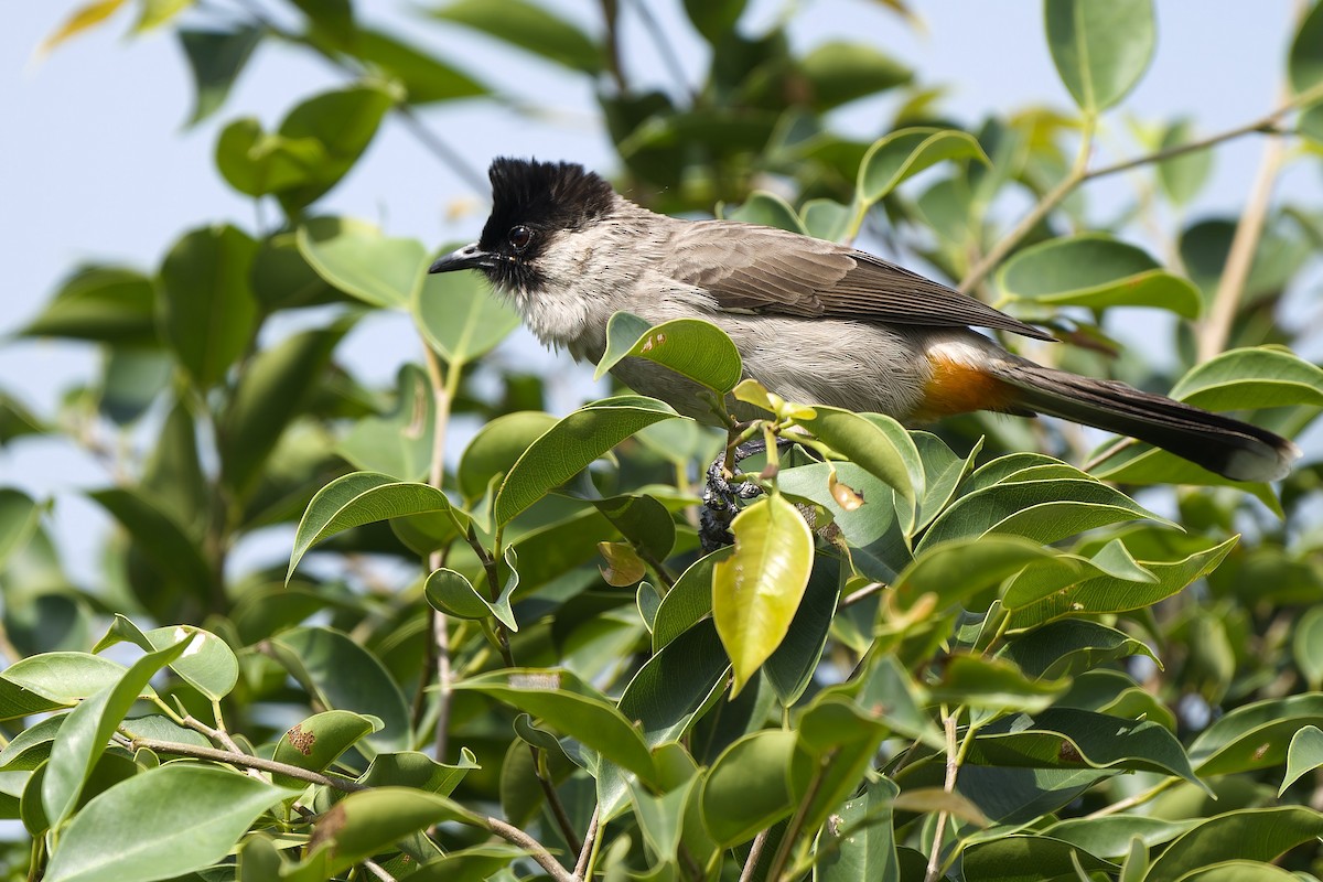 Bulbul Ventridorado - ML611222913