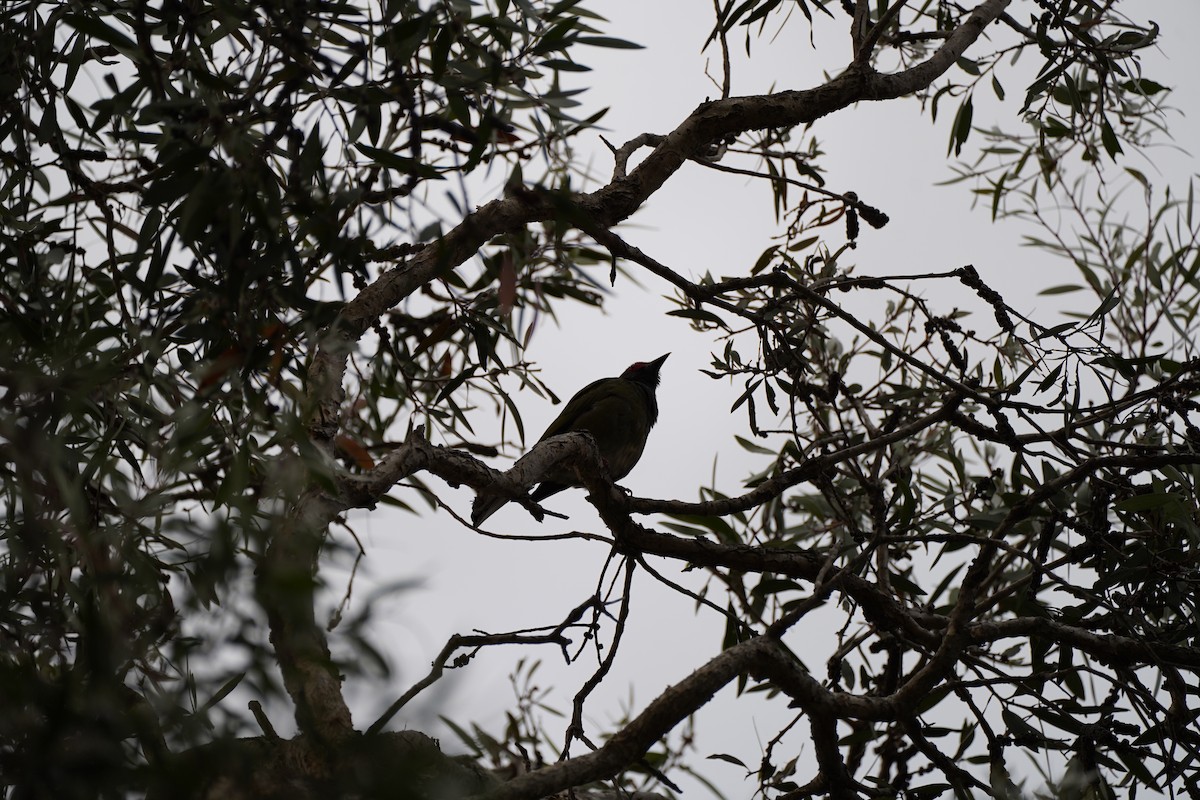 Australasian Figbird - ML611222935