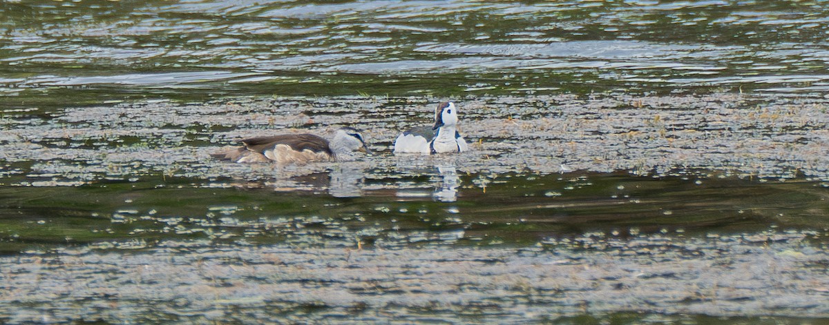 Cotton Pygmy-Goose - ML611222956