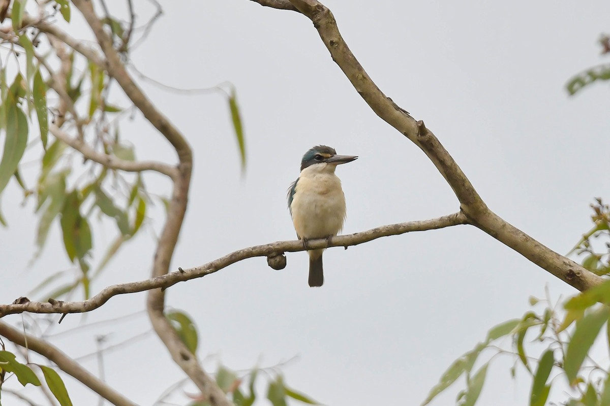 Sacred Kingfisher - Adam Fry