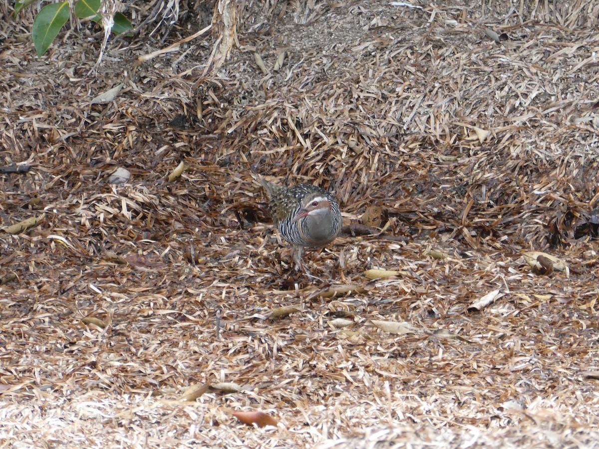 Buff-banded Rail - H&M H