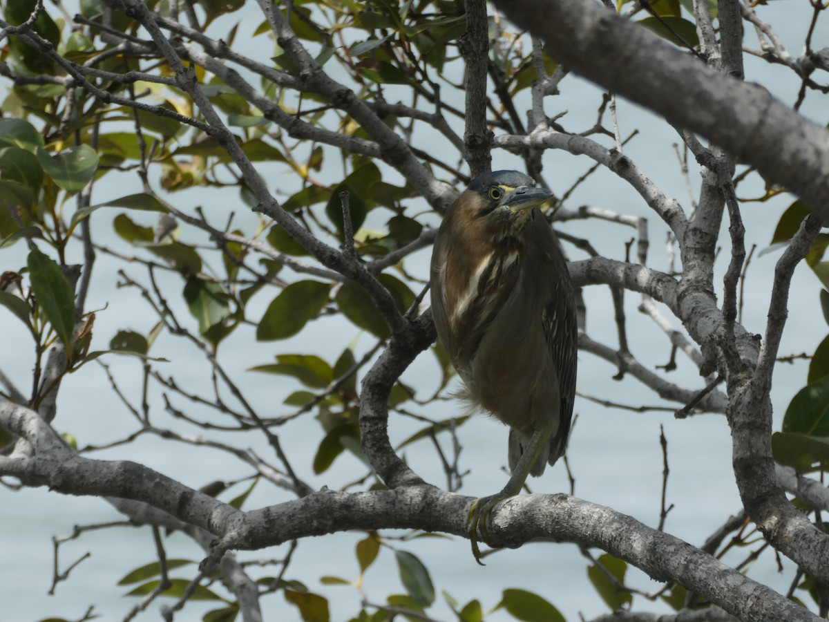 Striated Heron - H&M H