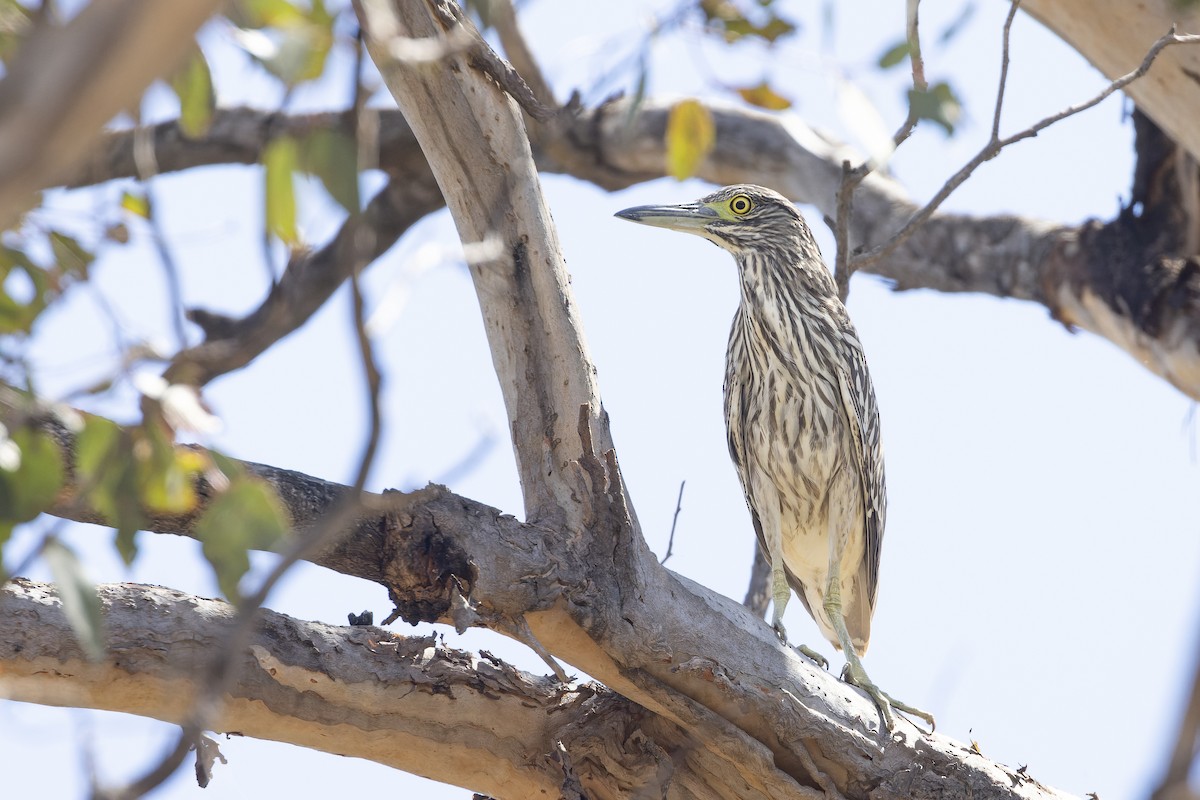 Nankeen Night Heron - ML611223064