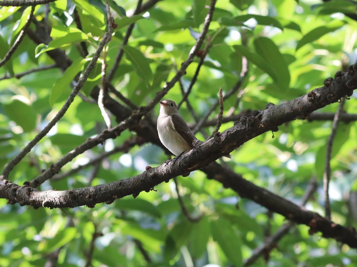 Taiga Flycatcher - An Chou