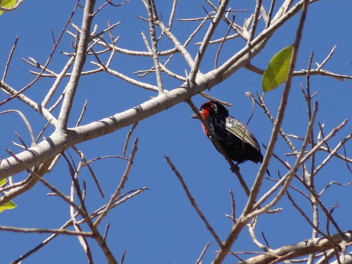 Black-billed Barbet - ML611223113