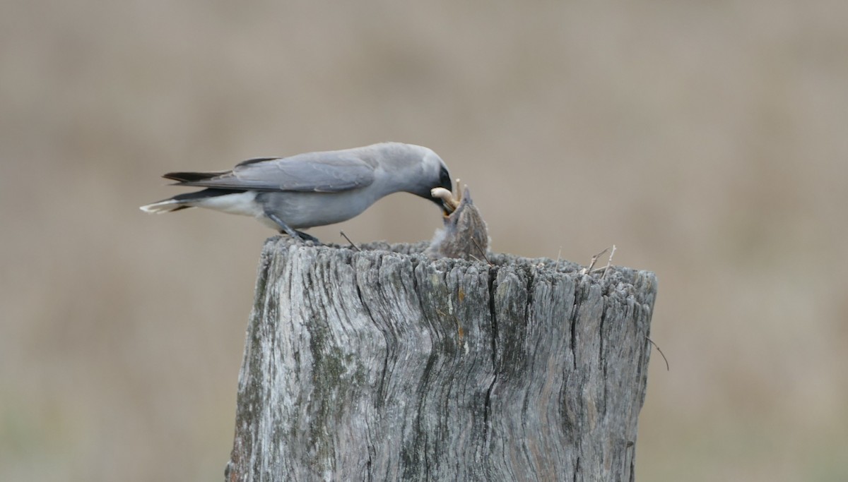 Black-faced Woodswallow - ML611223179