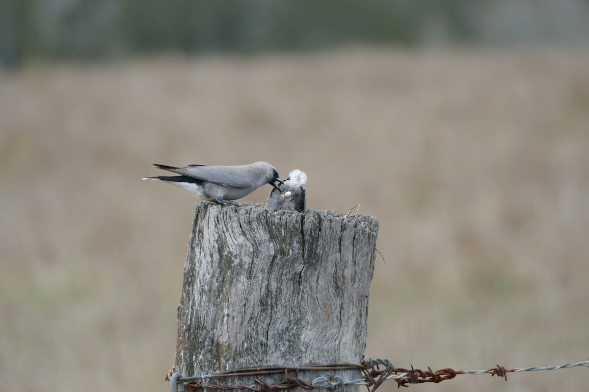 Black-faced Woodswallow - ML611223192