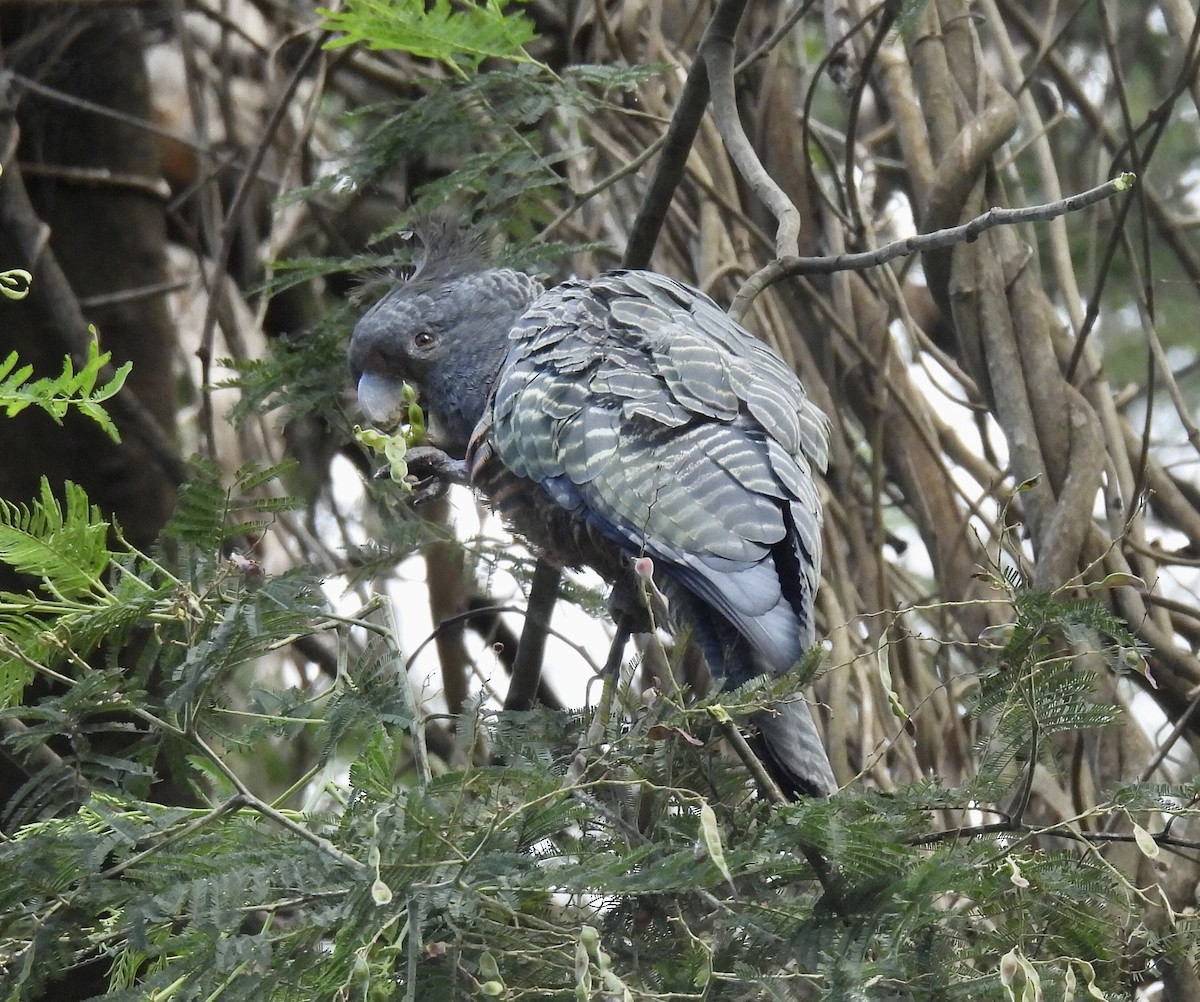 Gang-gang Cockatoo - ML611223201