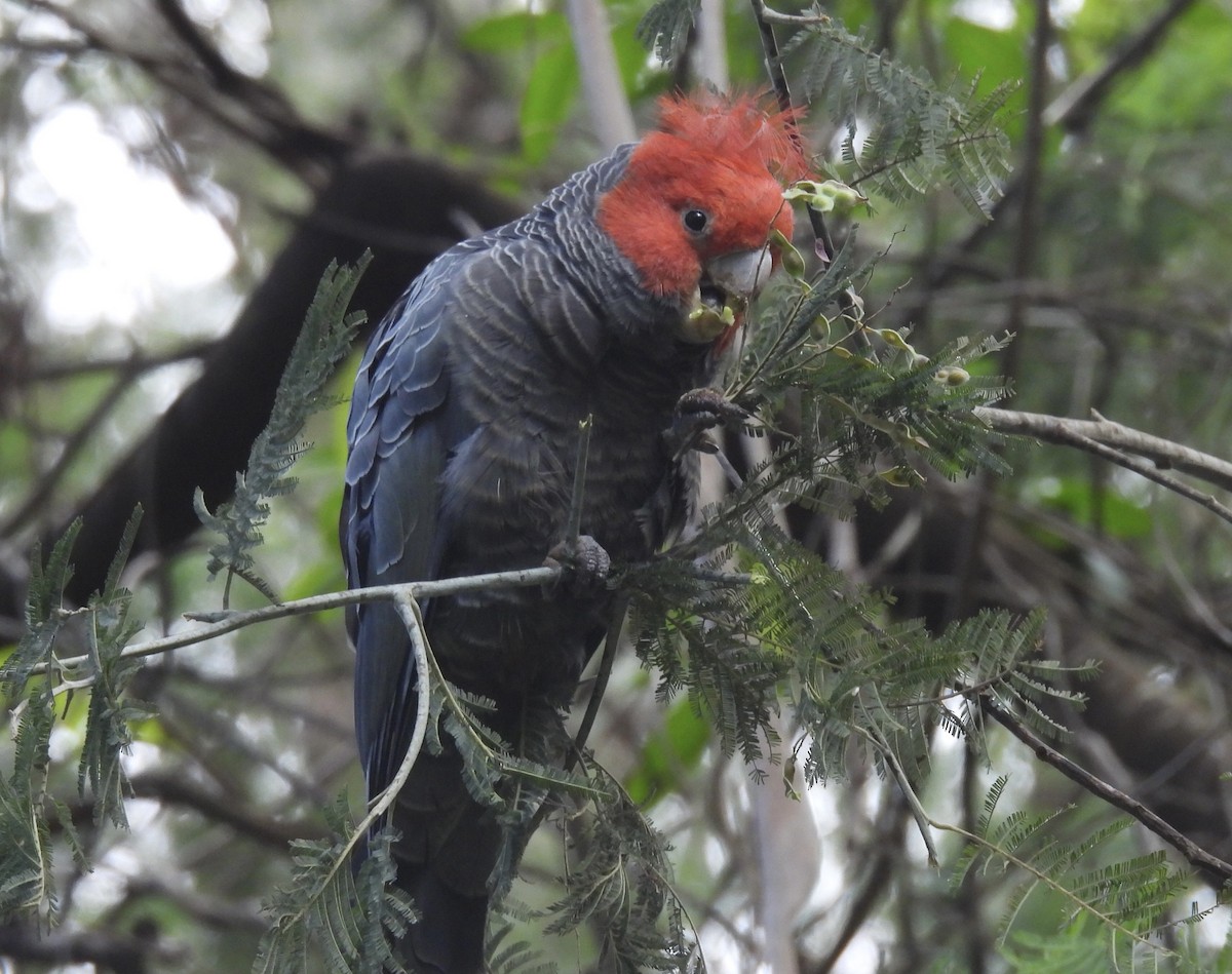 Gang-gang Cockatoo - ML611223203