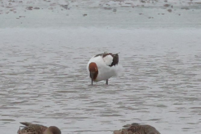Red-necked Avocet - ML611223291