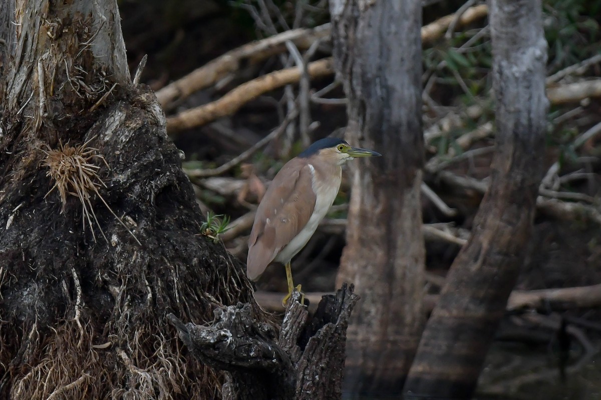 Nankeen Night Heron - ML611223353