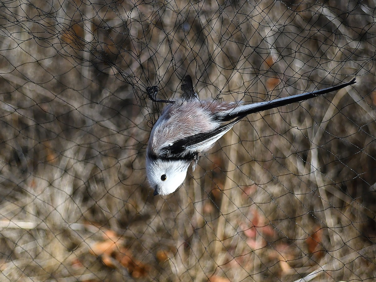 Long-tailed Tit (caudatus) - ML611223366