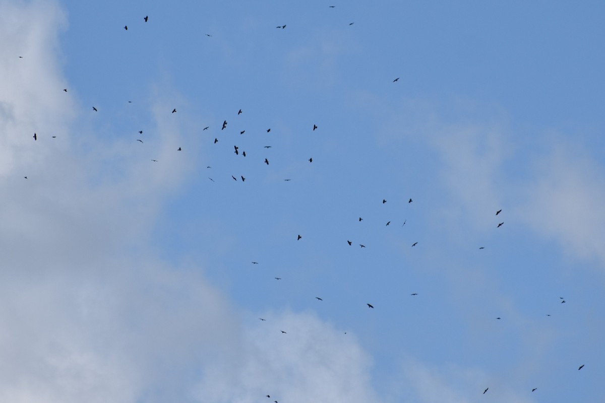 Red-billed Chough - Tirso Fernandez