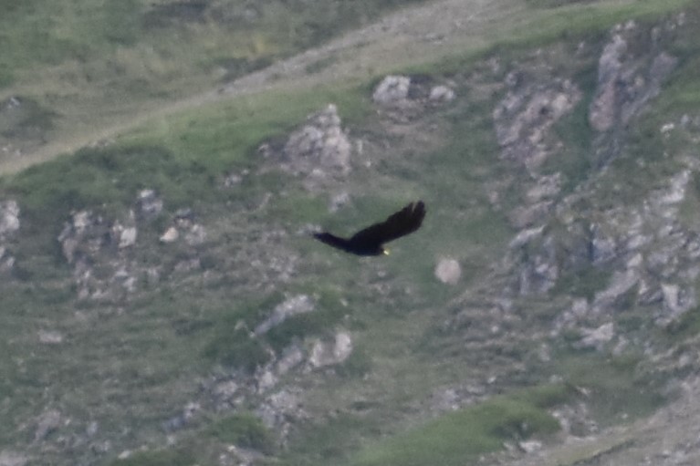 Yellow-billed Chough - Tirso Fernandez