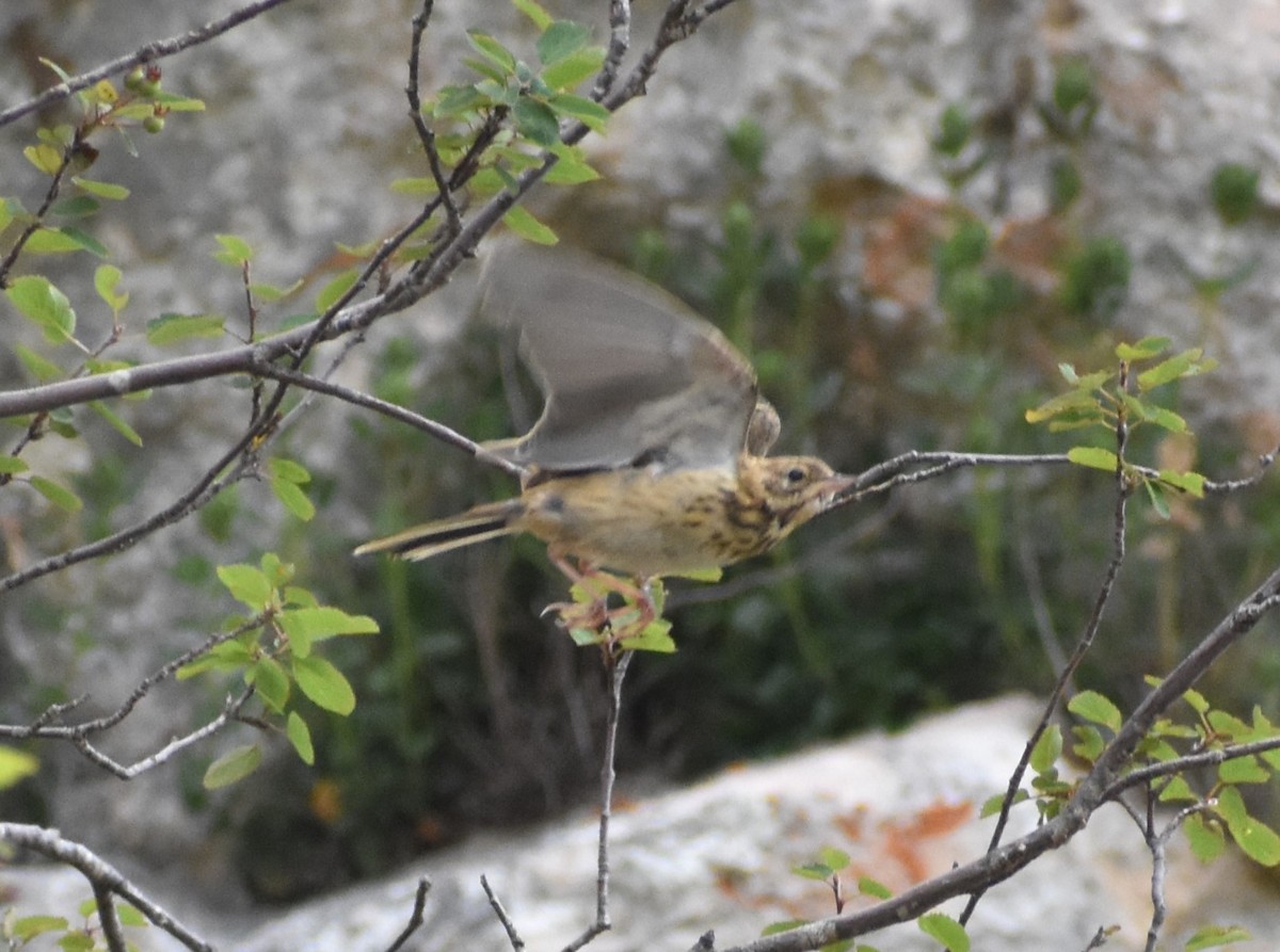 Tree Pipit - ML611223529