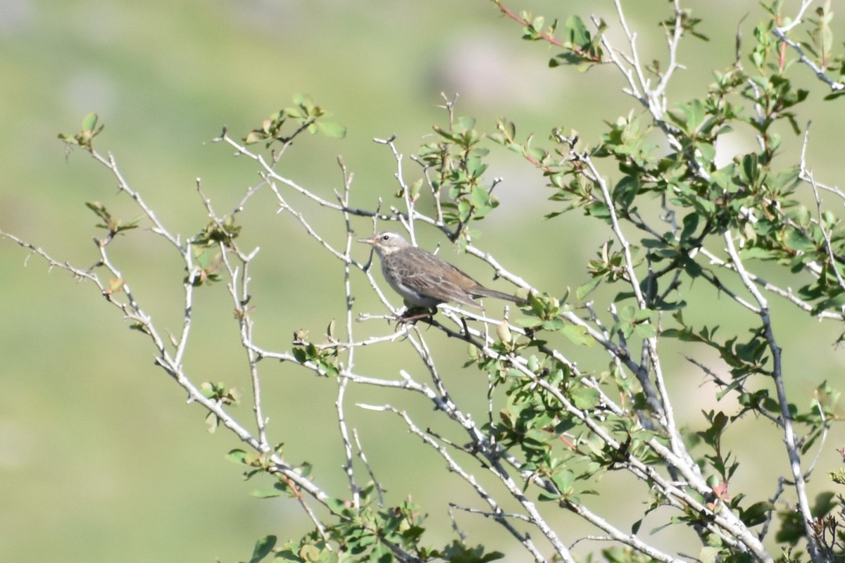 Water Pipit - ML611223533