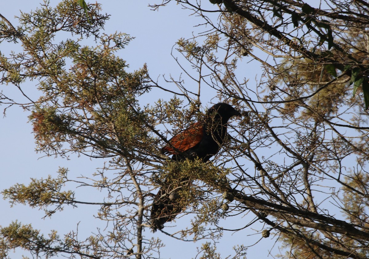 Greater Coucal - ML611223549