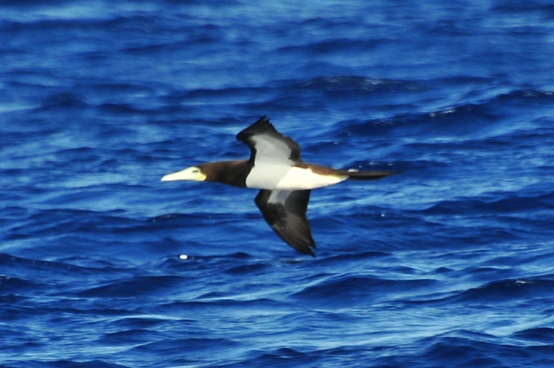 Brown Booby - ML611223584