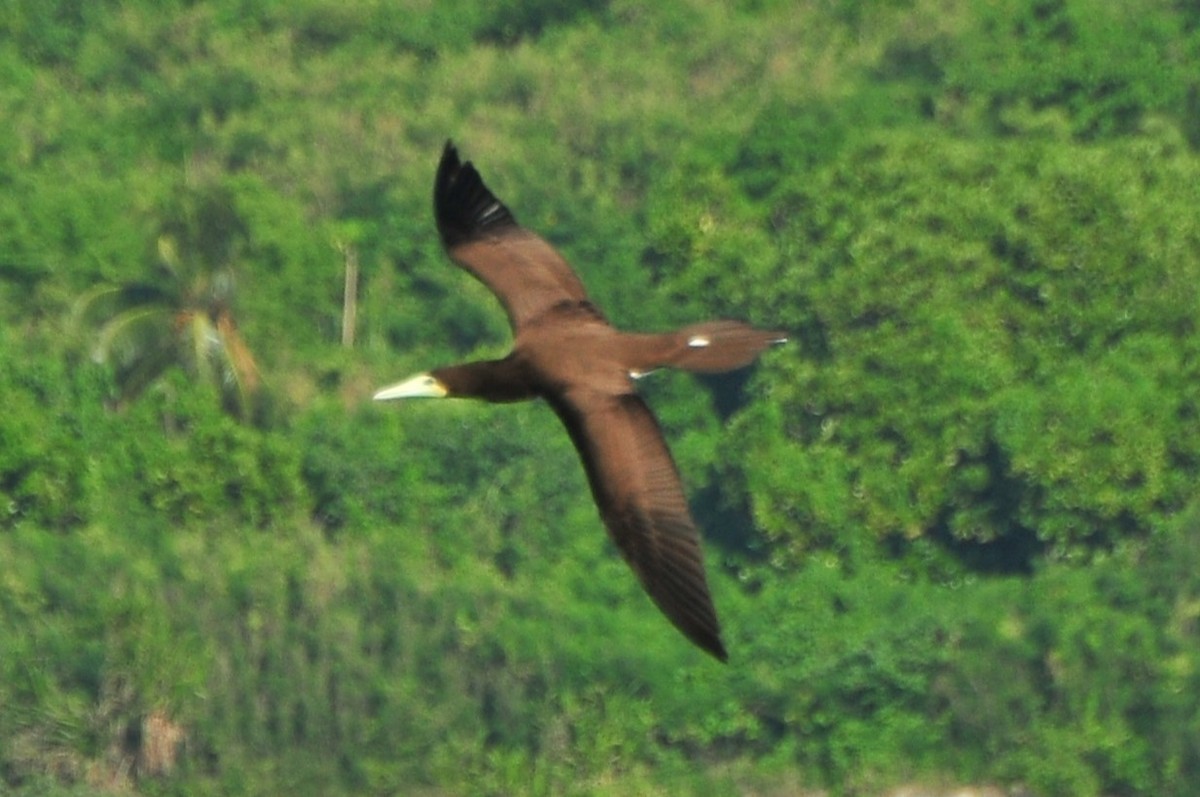 Brown Booby - ML611223585