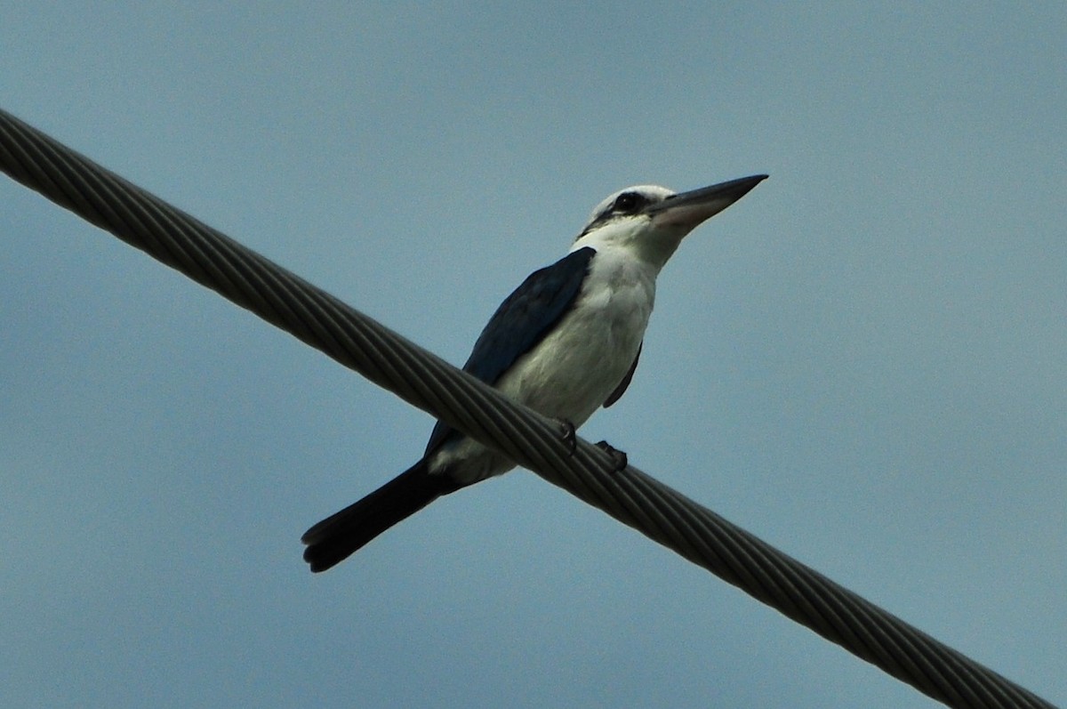 Mariana Kingfisher - ML611223594