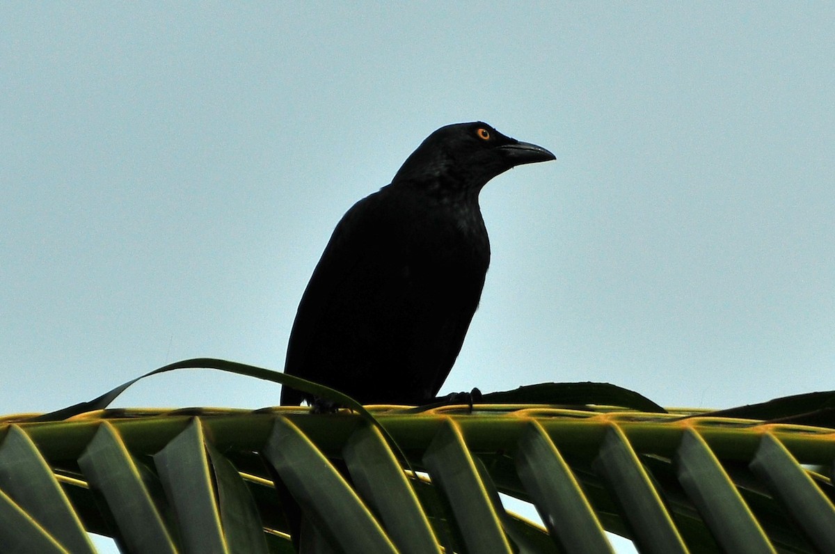 Micronesian Starling - ML611223595