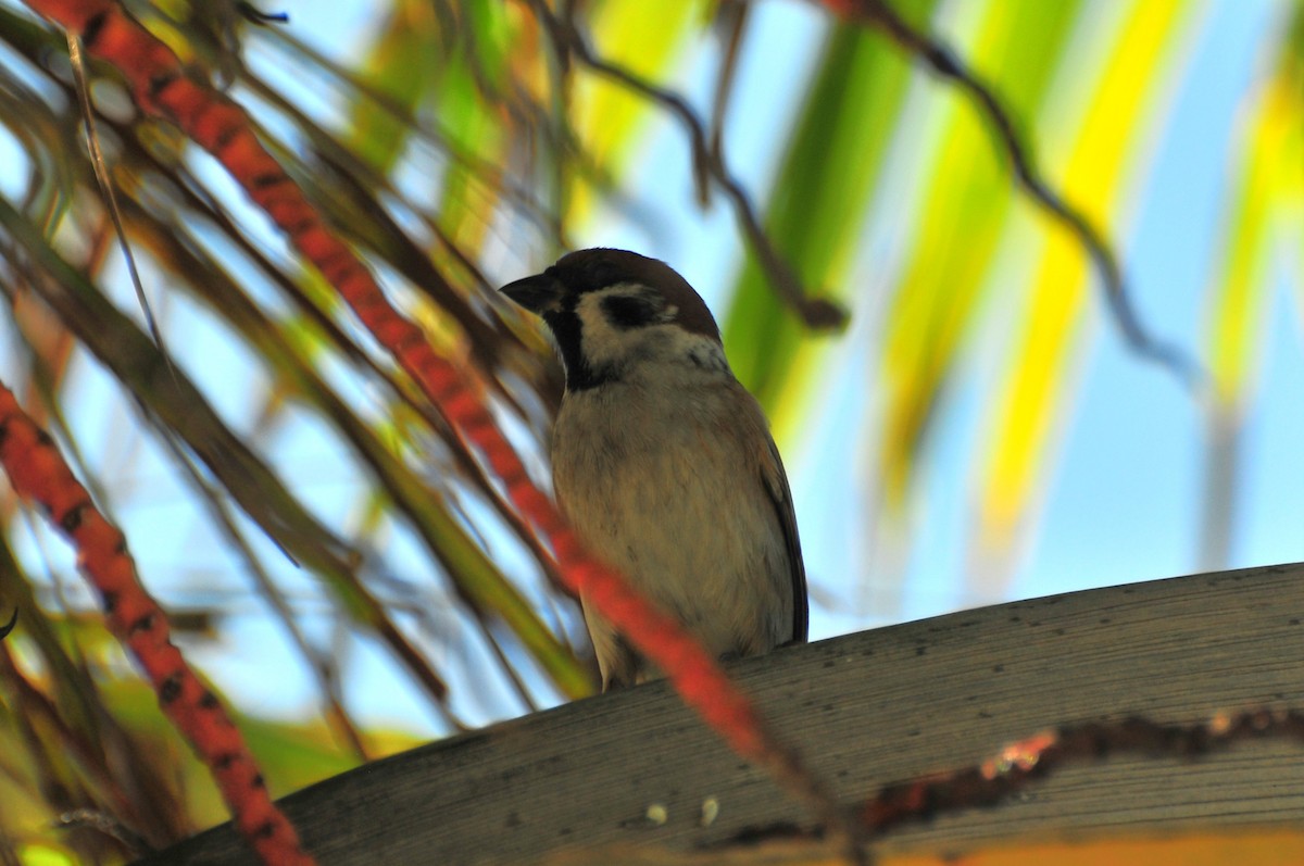 Eurasian Tree Sparrow - ML611223600