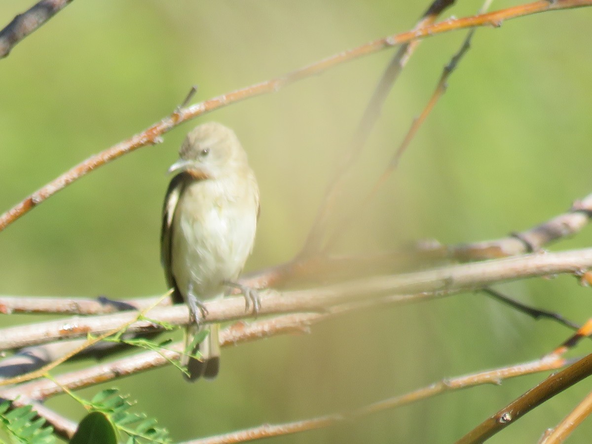 Rufous-throated Honeyeater - ML611223659