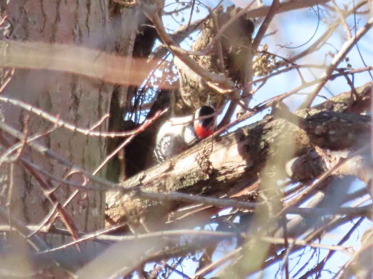 Downy Woodpecker - ML611223812
