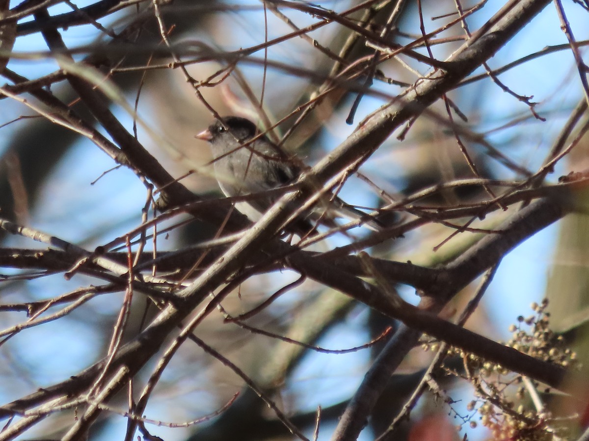 Dark-eyed Junco (Slate-colored) - ML611223815