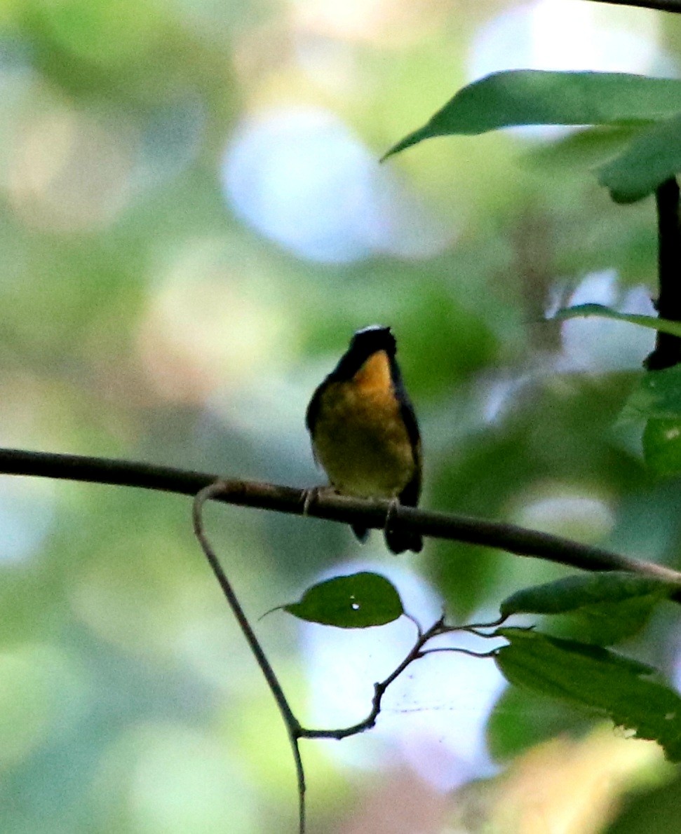 Snowy-browed Flycatcher - ML611223959